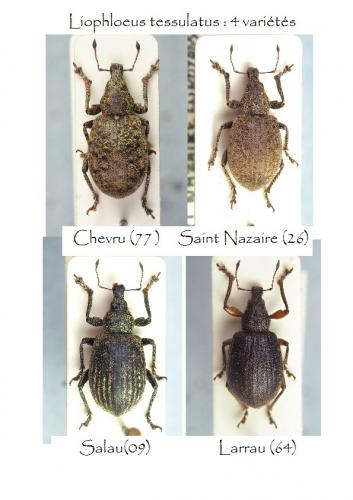 Liophloeus tessulatus